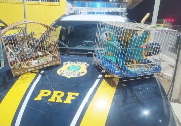 PRF resgatou mais de 16 mil animais em 2024; 58 pessoas foram detidas por transporte ilegal