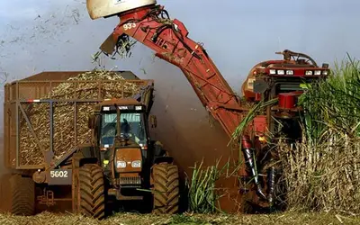 Safra 2023/2024: Produção de cana-de-açúcar alcança 2,2 milhões de toneladas em MS