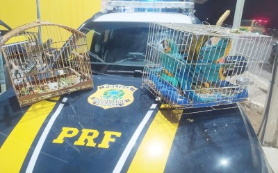 PRF resgatou mais de 16 mil animais em 2024; 58 pessoas foram detidas por transporte ilegal