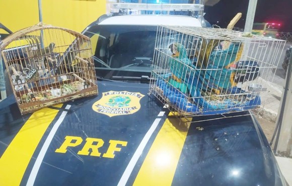 PRF resgatou mais de 16 mil animais em 2024; 58 pessoas foram detidas por transporte ilegal